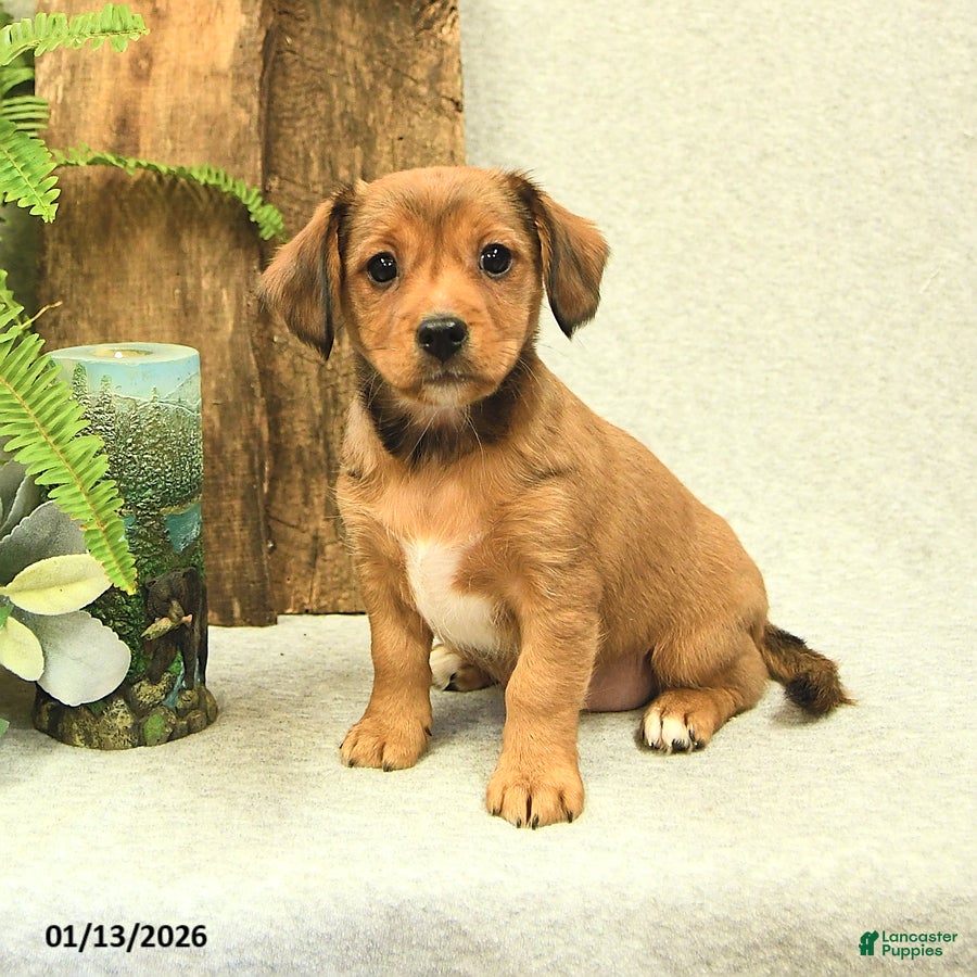 Mixed Breed dogs Lila  - Ad 6