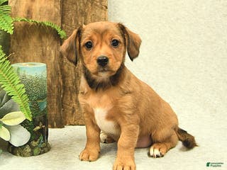 Mixed Breed dogs Lila - Ad 6
