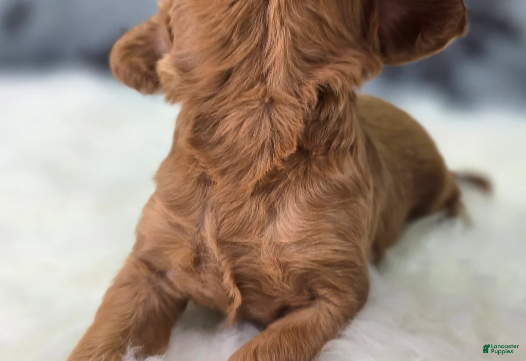 Cavapoo dogs for sale: Hail - Ad 6