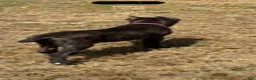 Cane Corso dogs for sale: Girl 3 - Ad 3