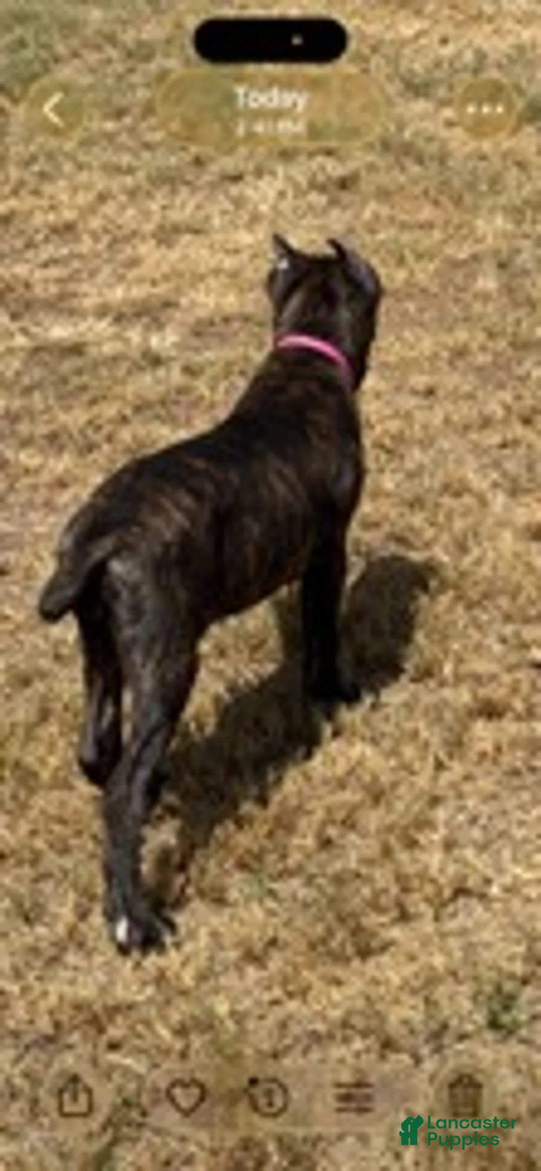 Cane Corso dogs for sale: Girl 3 - Ad 3