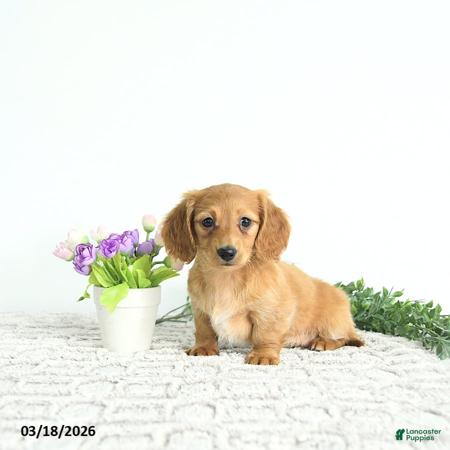 Miniature Dachshund dogs Willow - Ad 2