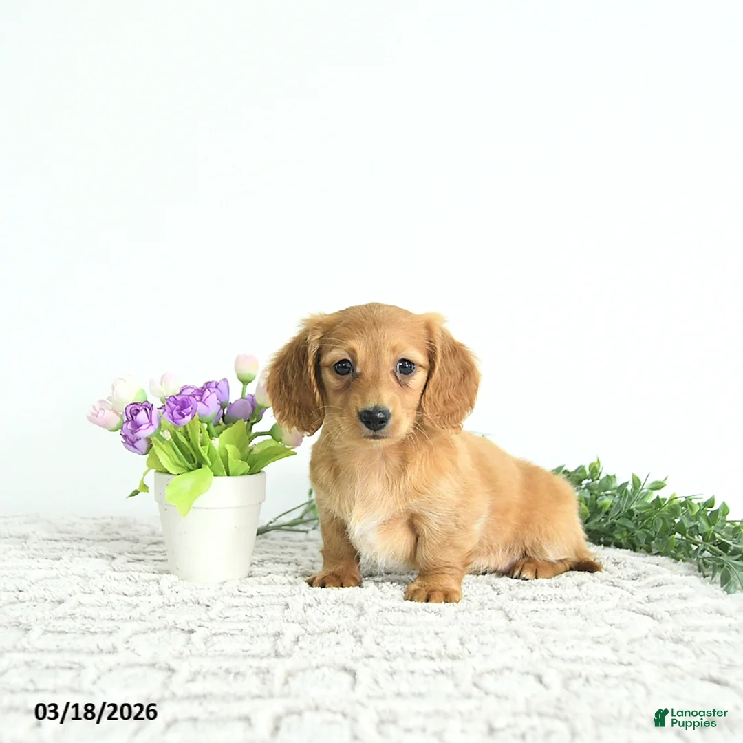 Miniature Dachshund dogs for sale: Willow - Ad 2