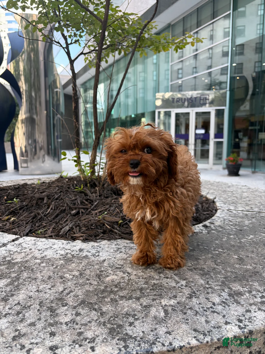 Cavapoo dogs for sale: Lilly - Ad 2