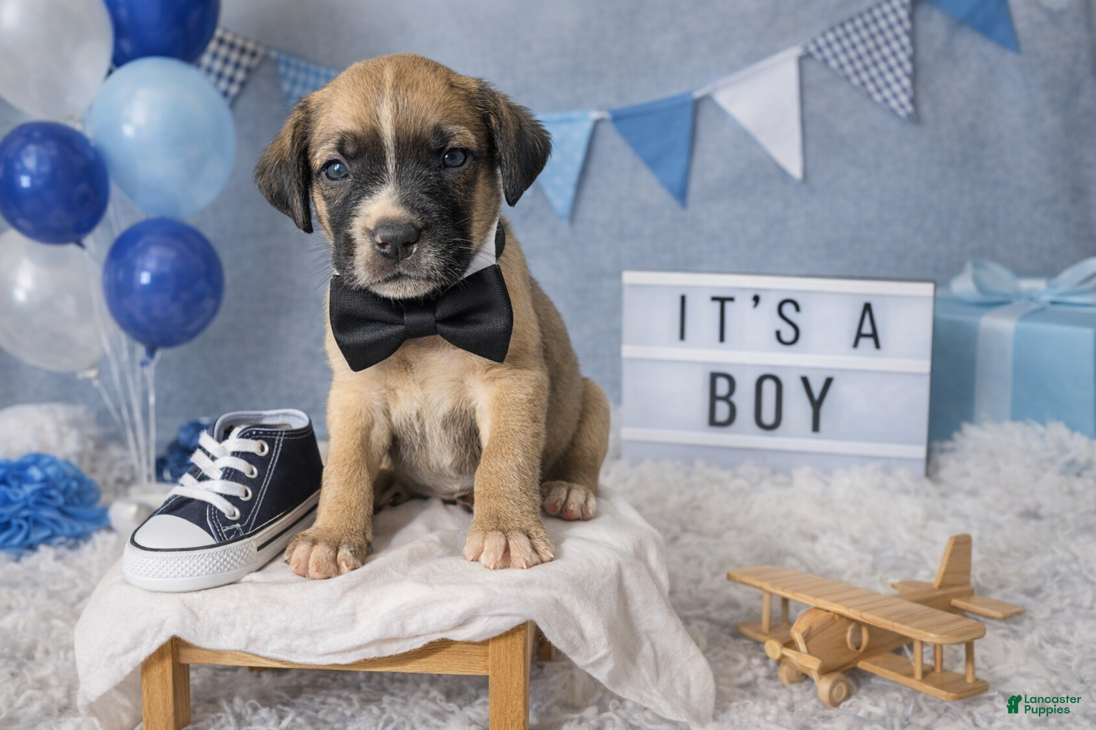 English Mastiff dogs English Mastiff Puppy 1 - Ad 11