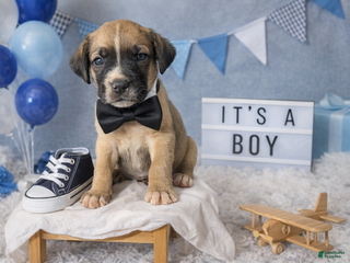 English Mastiff dogs English Mastiff Puppy 1 - Ad 2