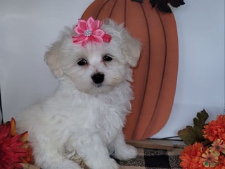 Maltese dogs - Ad 33