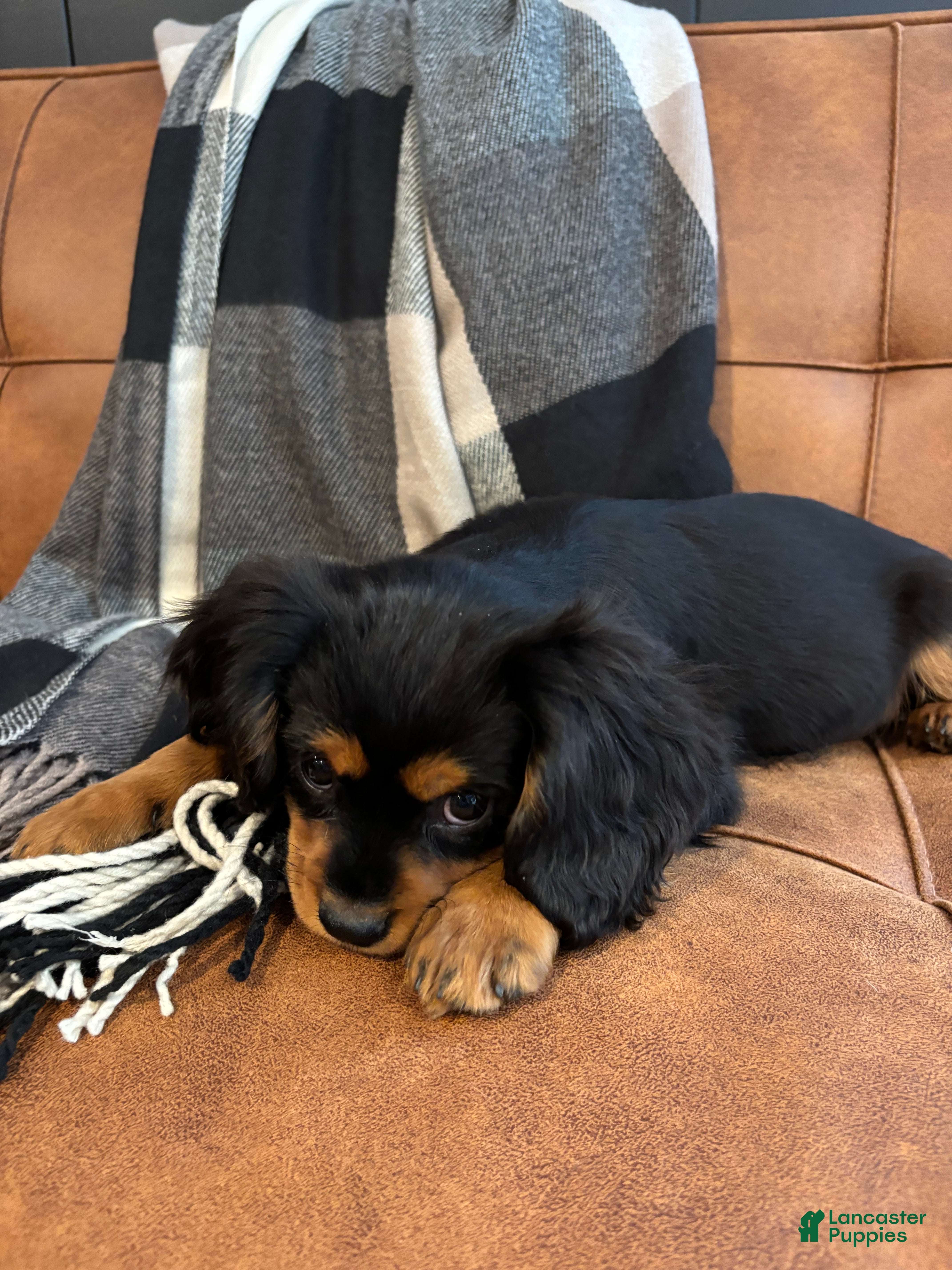 Mixed Breed dogs for sale: Barrett  - Ad 2