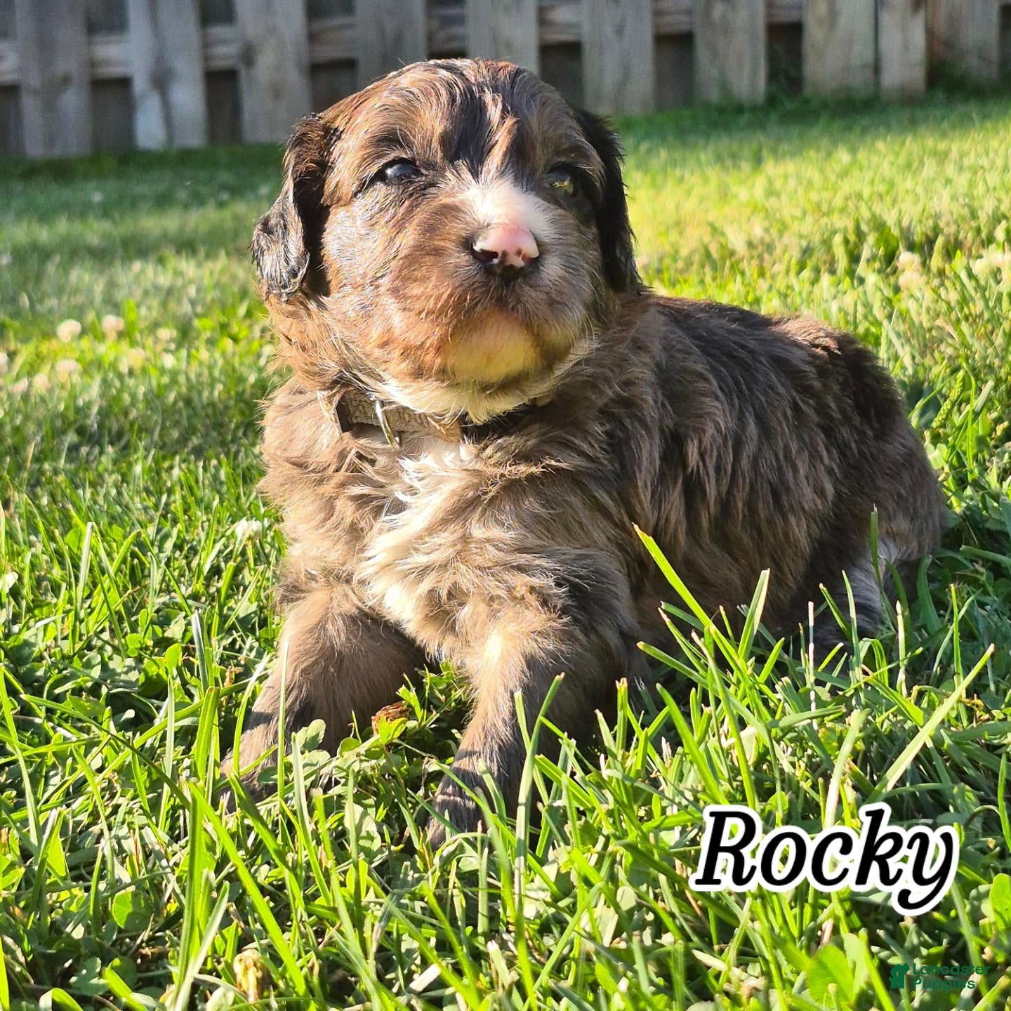 Mini Sheepadoodle dogs Rocky - Ad 1
