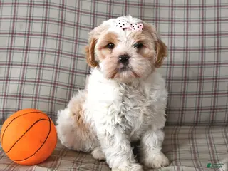 Mixed Breed dogs for sale: Barney - Ad 2