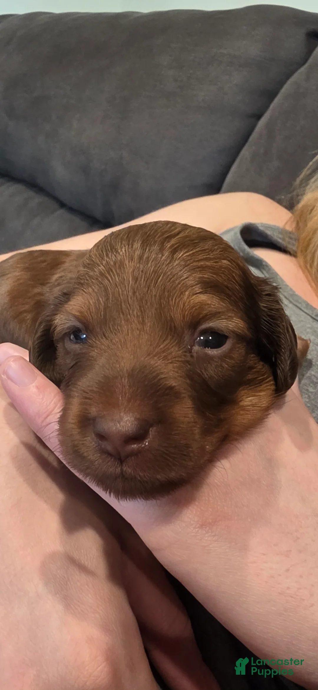 Miniature Dachshund dogs for sale: Rocky - Miniature Dachshund Puppy! 🩵 - Ad 2
