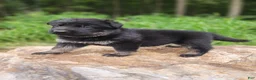 German Shepherd dogs for sale: German Shepherd 1 Timba - Ad 6