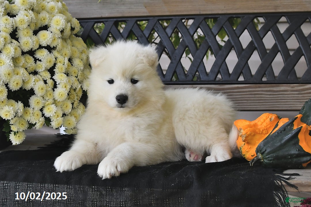 Spitz Samoyed Farm Japanese Spitz Dog Breed Health And Care PetMD