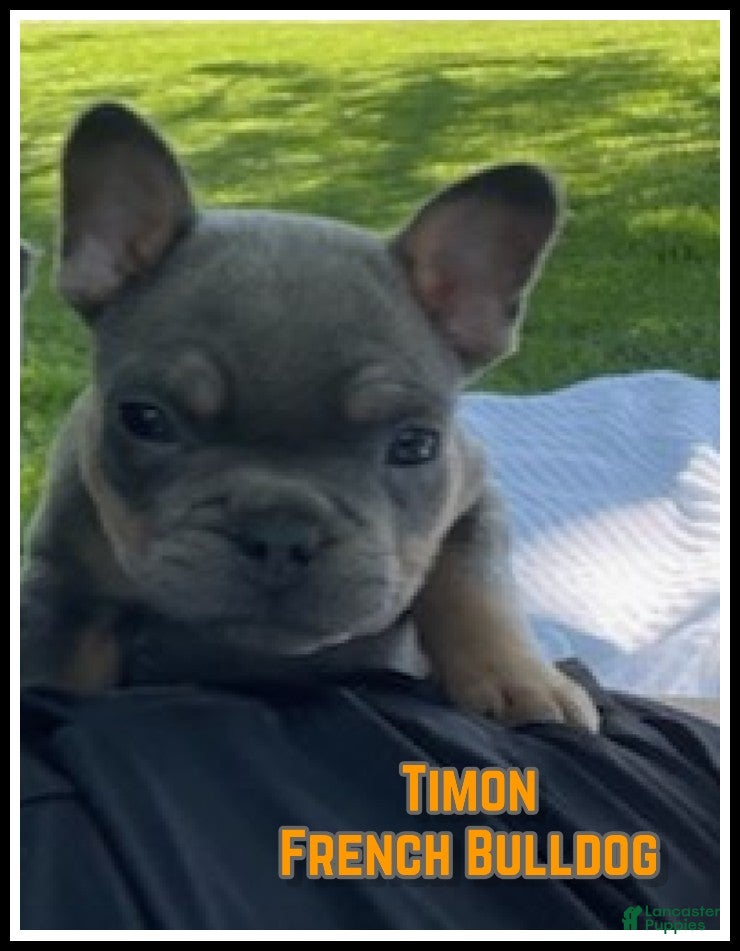 French Bulldog dogs Timon - Ad 1