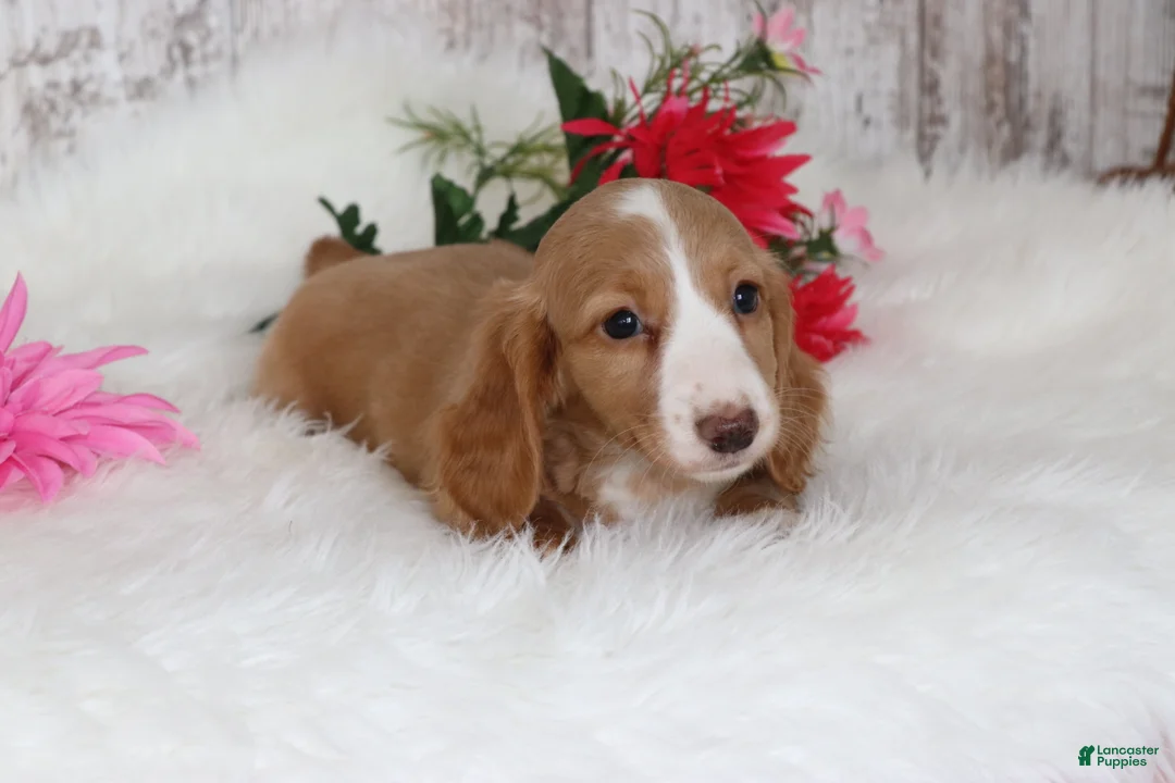 Miniature Dachshund dogs for sale: Bubbles  - Ad 4