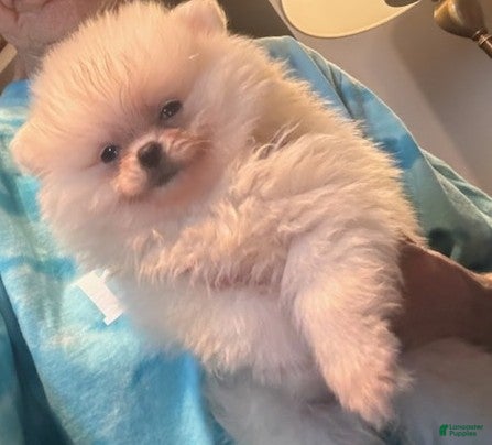 Pomeranian dogs Pima - Ad 2