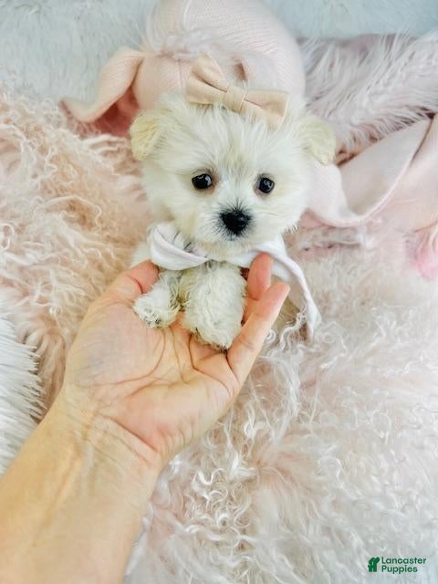 Maltese dogs Maltese Puppy 1 - Ad 5