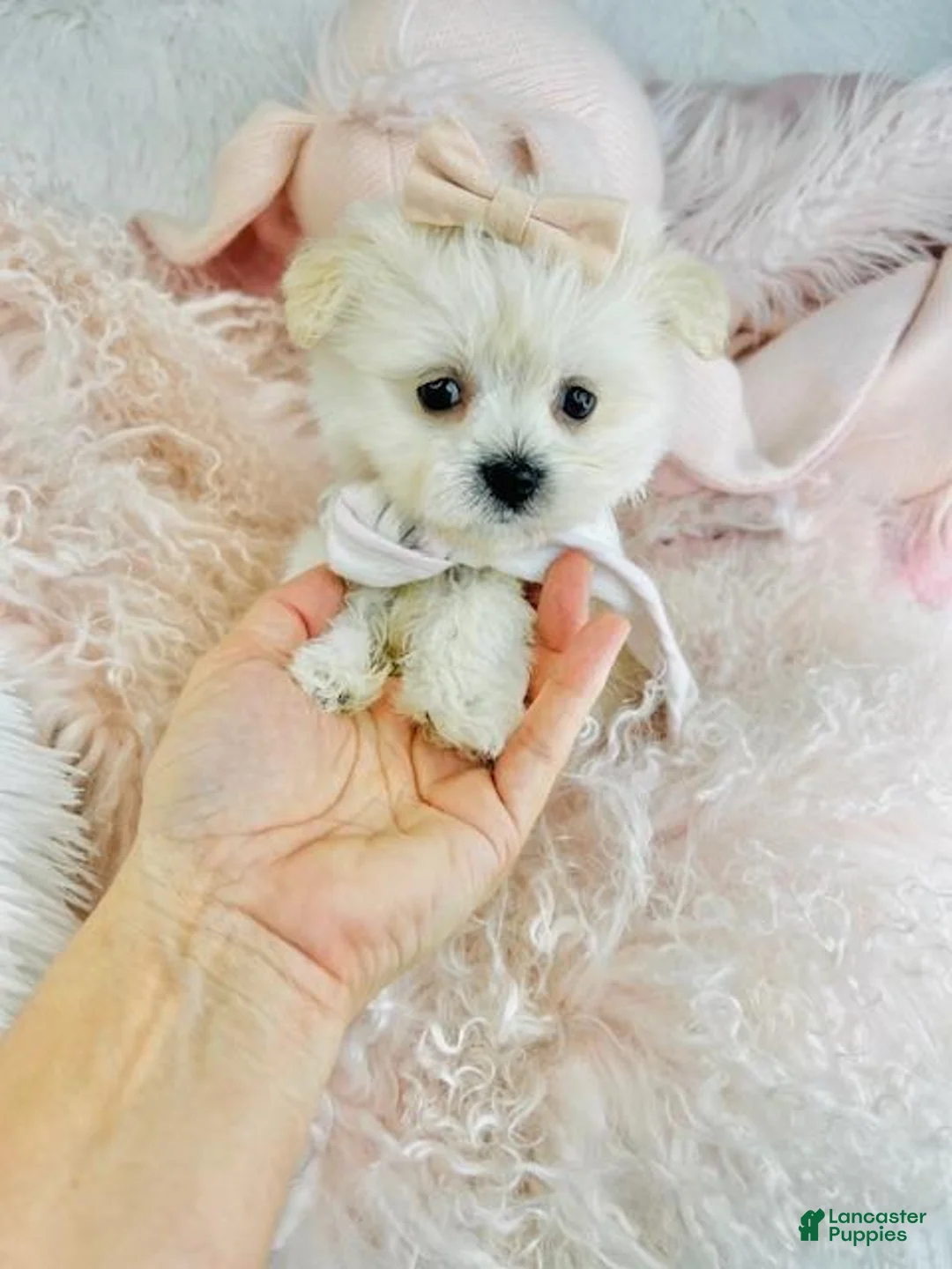Maltese dogs for sale: Maltese Puppy 1 - Ad 1