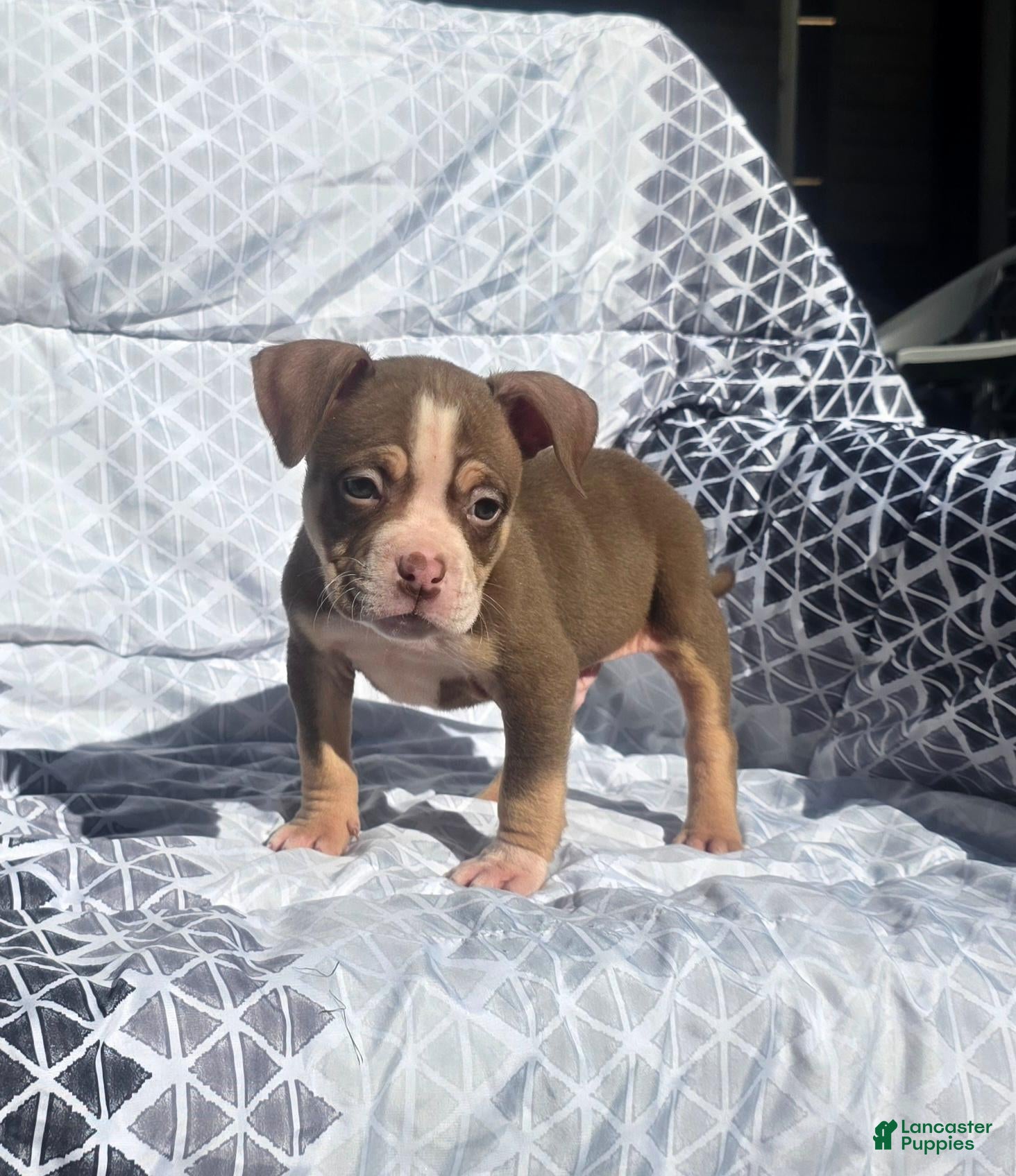 American Bully dogs for sale: Male 1 - Ad 2