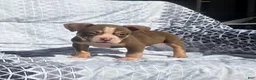 American Bully dogs for sale: Male 1 - Ad 2