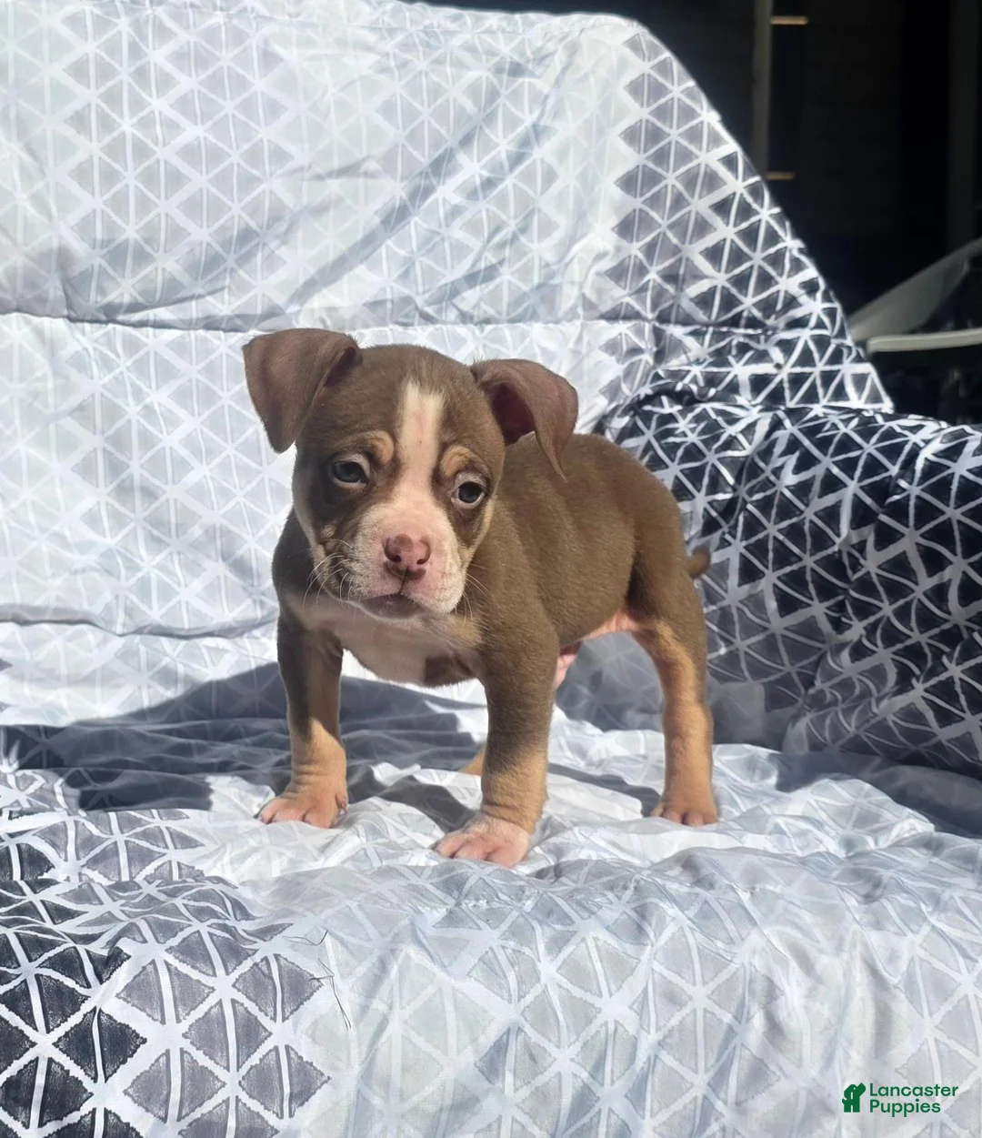 American Bully dogs for sale: Male 1 - Ad 2