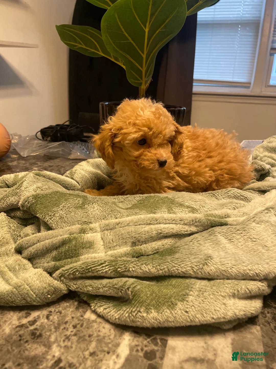 Toy Poodle dogs for sale: Mickey - Ad 7