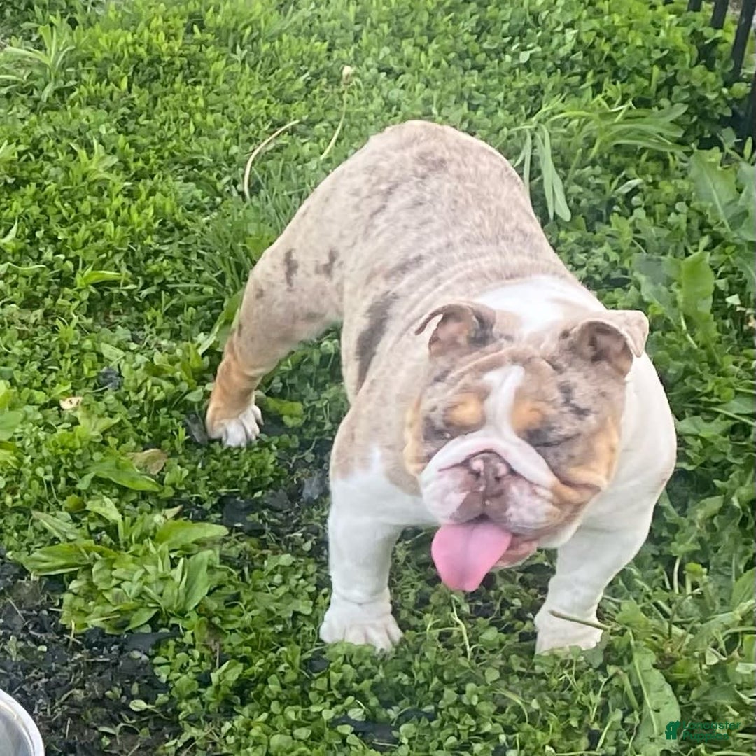 Gallery Image {{count}}