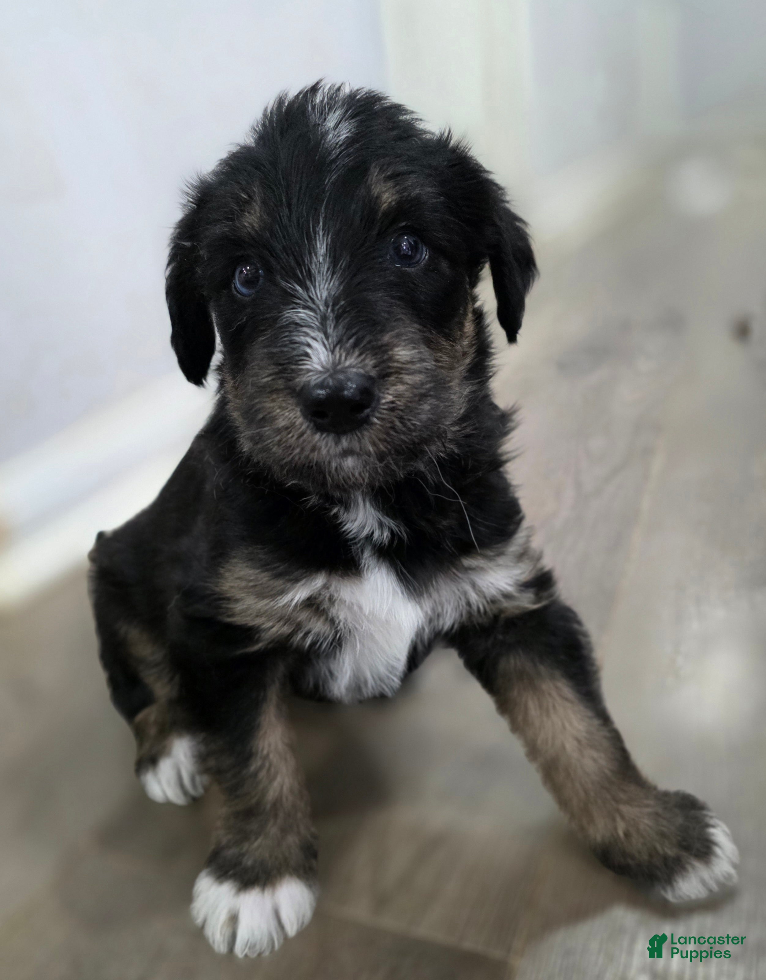 Huskipoo dogs Raja - Ad 1