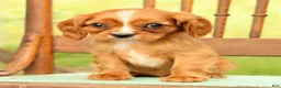 Cavalier King Charles Spaniel dogs for sale: Vicky - Ad 7