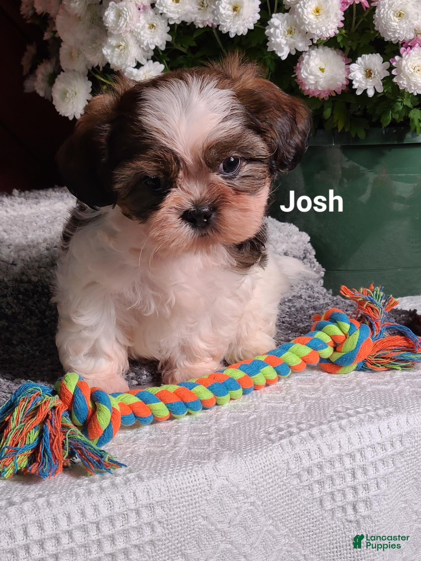 Shih Tzu dogs Josh  - Ad 2