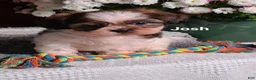 Shih Tzu dogs for sale: Josh  - Ad 2