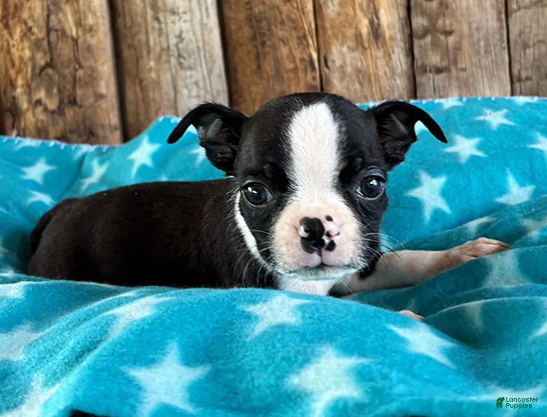 Boston Terrier dogs for sale: Ghost Pepper - Ad 3