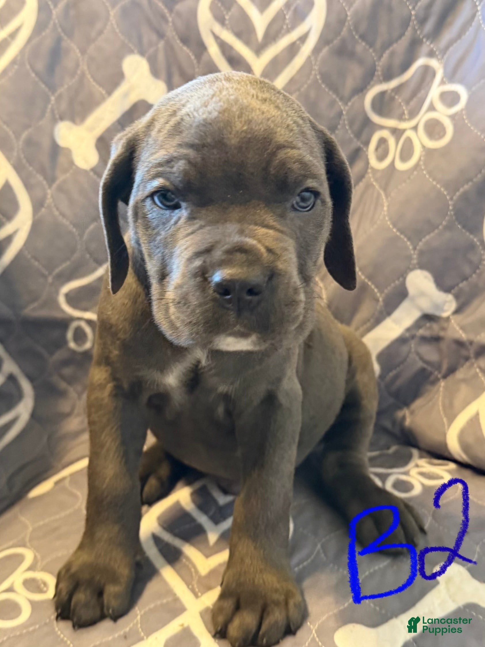 Cane Corso dogs B2 - Ad 35