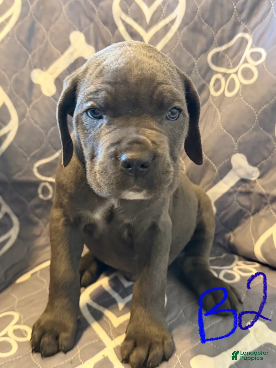 Cane Corso dogs for sale: B2 - Ad 1