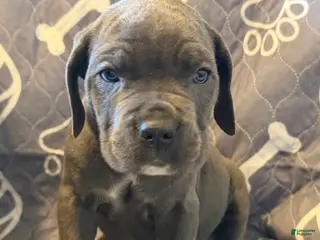 Cane Corso dogs B2 - Ad 35