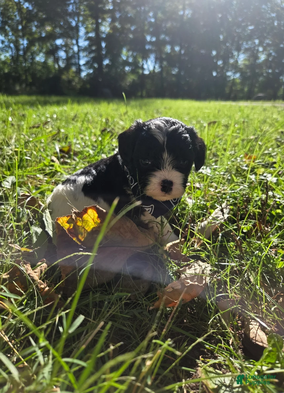 Cavapoo dogs for sale: Magnolia - Ad 2