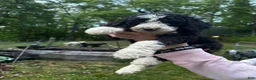 Mixed Breed dogs for sale: Jack - Ad 3