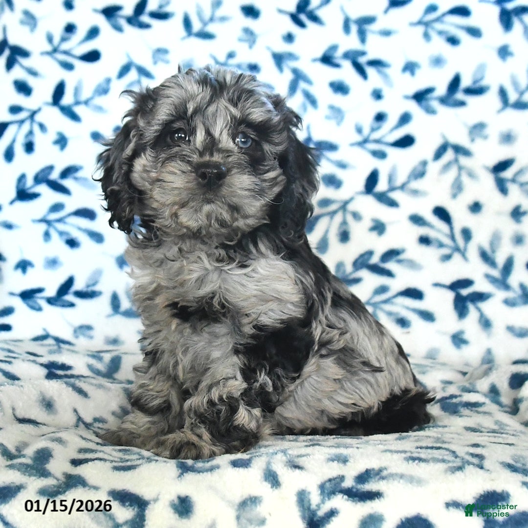 Cockapoo dogs for sale: Ivy - Ad 2