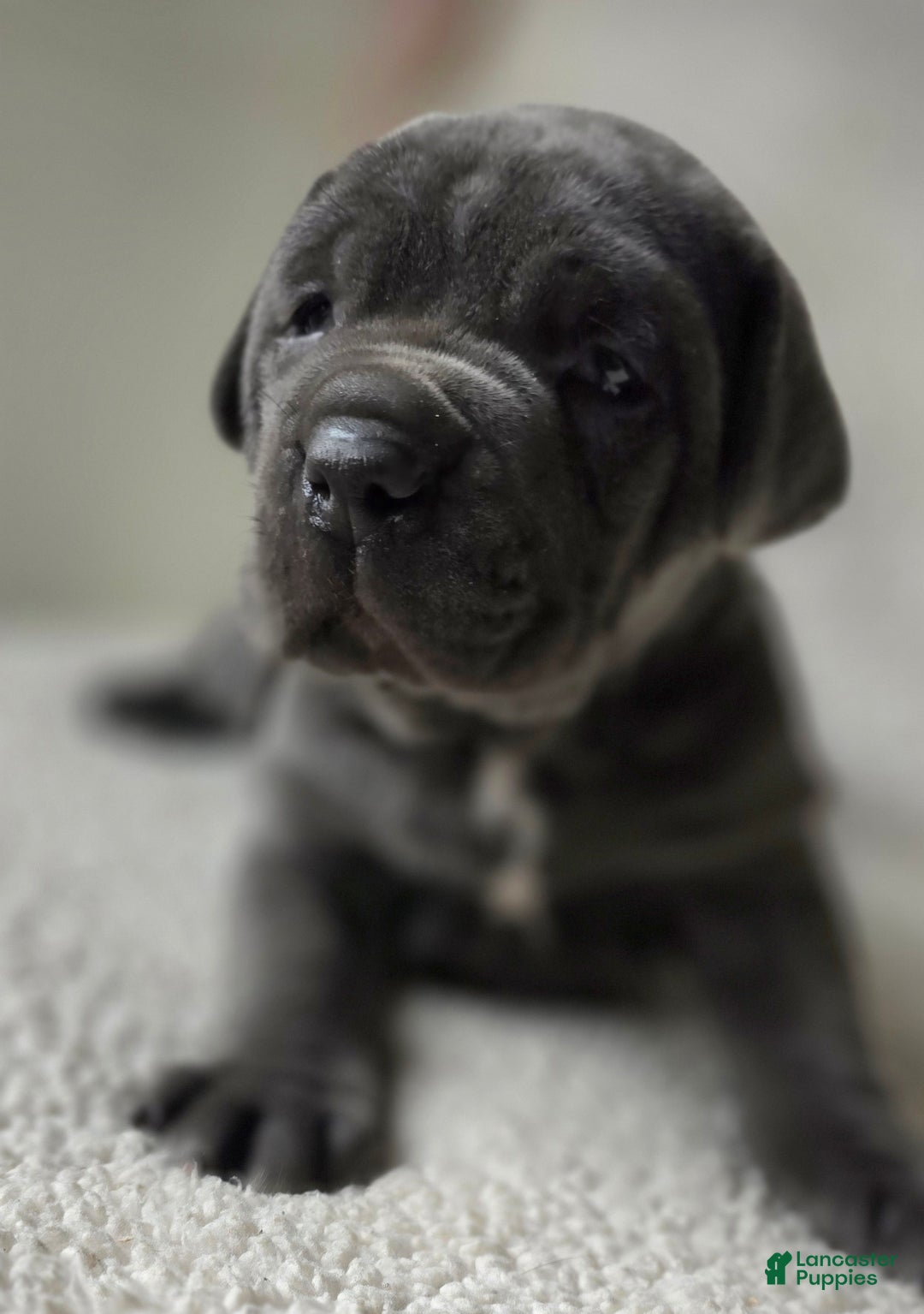 Cane Corso dogs for sale: Cane Corso Puppy 1 - Ad 4