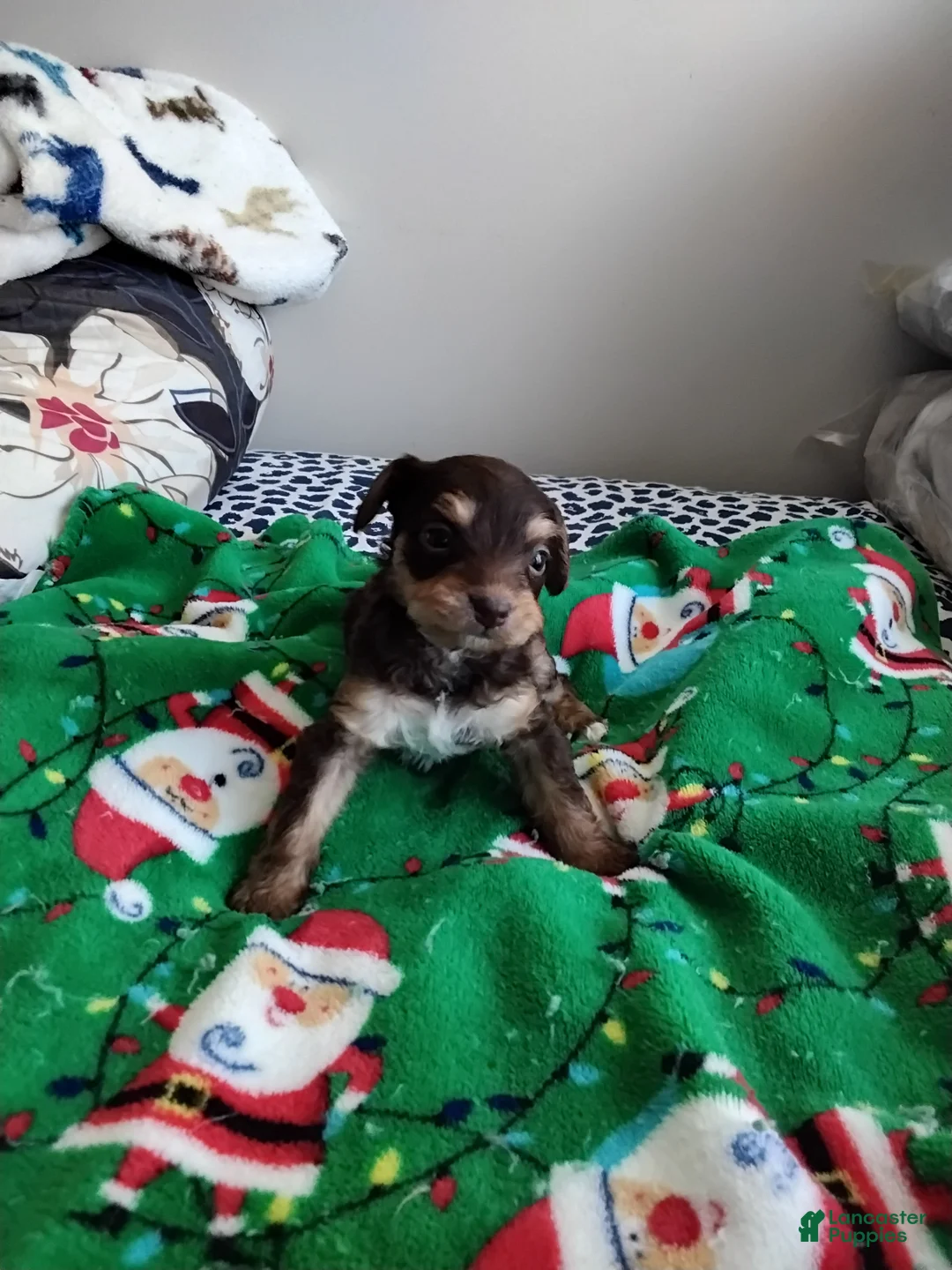 Mixed Breed dogs for sale: Bebe - Ad 5