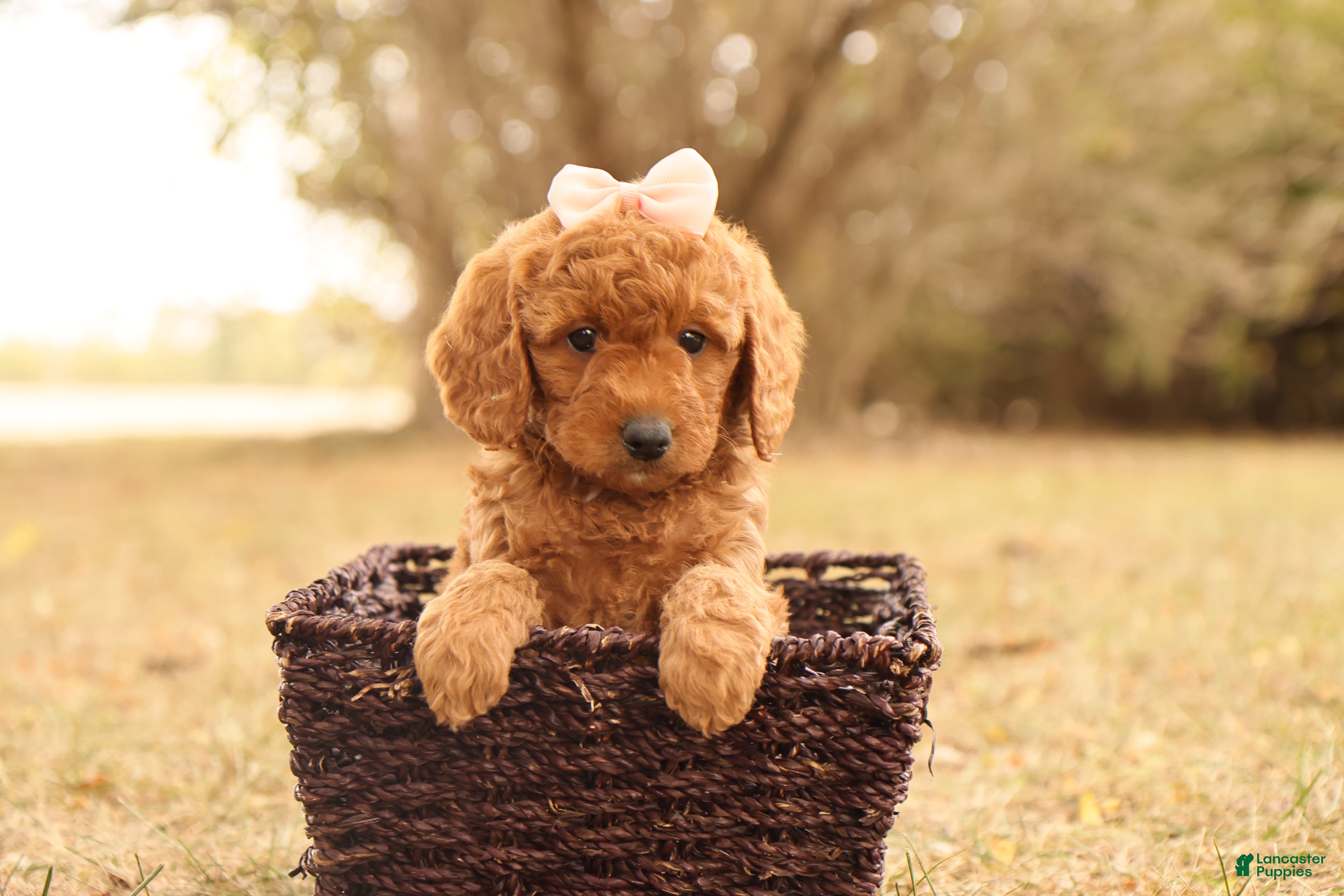 Mini Goldendoodle dogs Autumn - Ad 40