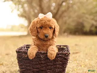 Mini Goldendoodle dogs Autumn - Ad 33