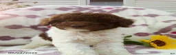 Miniature Poodle dogs for sale: Remi - Ad 11