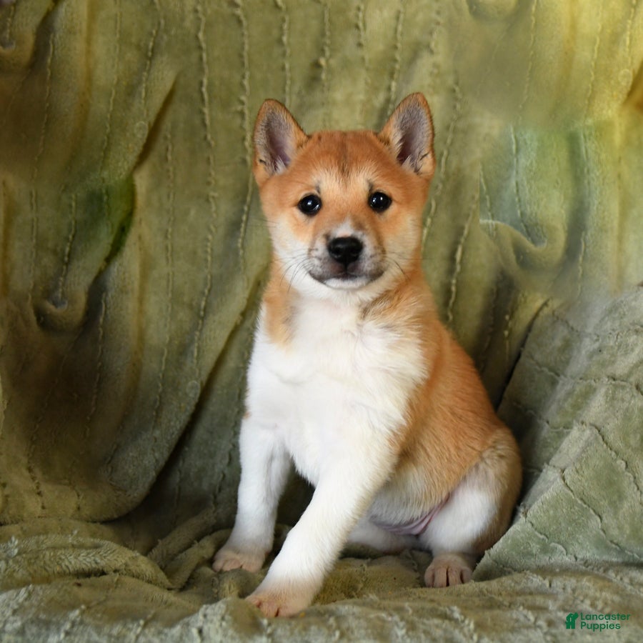 Mixed Breed dogs Sadie - Ad 8