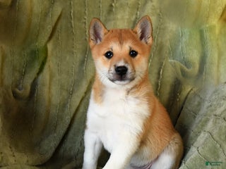 Mixed Breed dogs Sadie - Ad 35