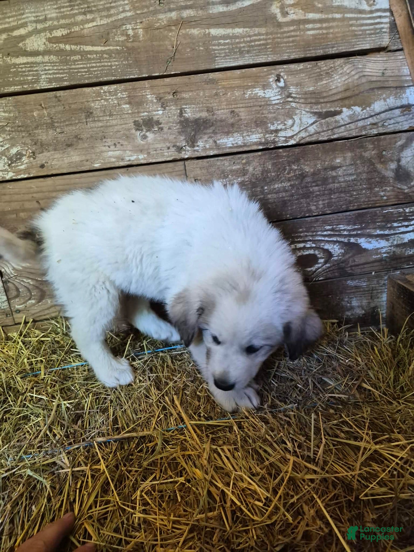 Great Pyrenees dogs Great Pyrenees 1 - Ad 36