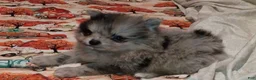 Pomeranian dogs for sale: Pomeranian 1 - Ad 3
