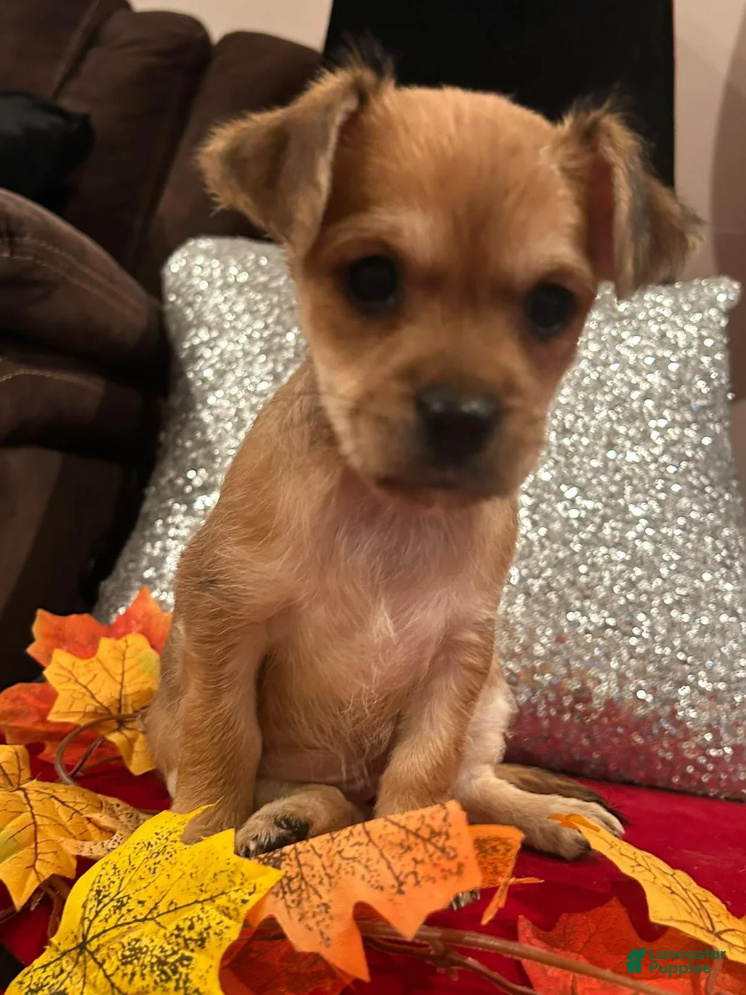 Mixed Breed dogs for sale: Mixed Breed 2 - Ad 1