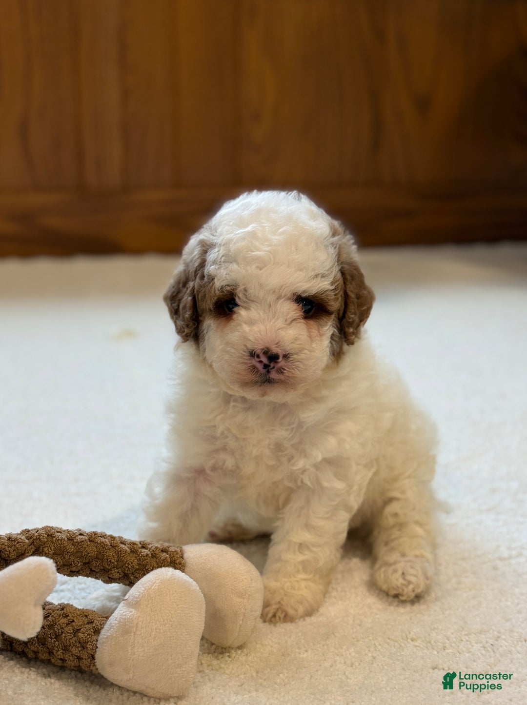 Miniature Poodle dogs for sale: Jasper  - Ad 2