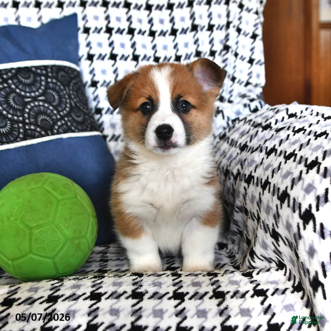 Welsh Corgi Pembroke dogs for sale: Oliver - Ad 1